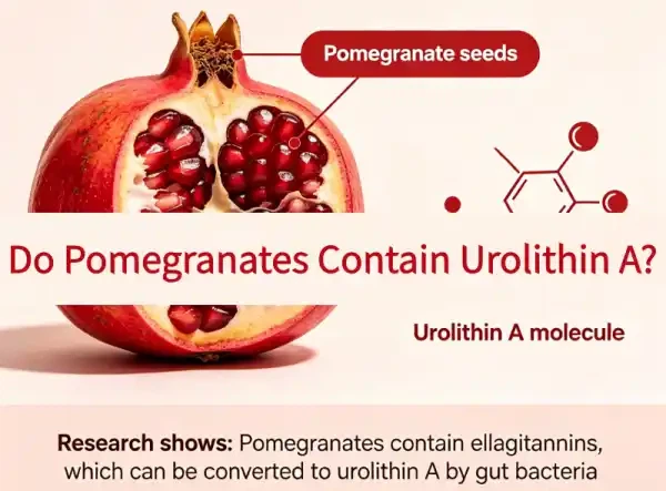 Do Pomegranates Contain Urolithin A Do Pomegranates Contain Urolithin A