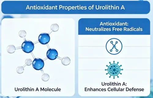 Urolitin antioksidantmi?