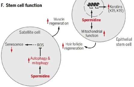 Mechanism of action of spermidine in inhibiting stem cell senescence Mechanism of action of spermidine in inhibiting stem cell senescence
